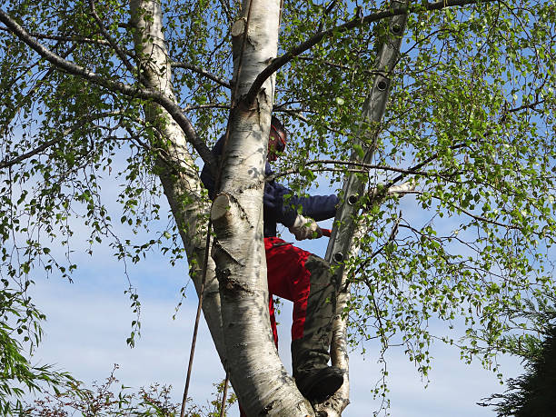 Best Arborist Consultation Services  in Terre Haute, IN